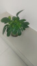 花翁金鉆盆栽室內(nèi)植物耐陰花卉綠植源頭直發(fā) 3棵高20cm+早安盆 2盆 曬單實(shí)拍圖