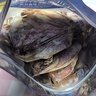 萬港北海特產(chǎn)魷魚干干貨500克燒烤專用A4/A3/A2/A1淡干手撕芥末尤魚干 A4L魷魚干 500g*1袋 一斤 曬單實拍圖