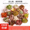 多肉植物盆栽綠植花卉室內(nèi)玉露錢串紅寶石書桌擺件玫瑰 10顆多肉隨機不重復 圖片文字有說明 曬單實拍圖