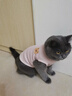 馭瑛貓咪衣服防掉毛夏季貓咪狗狗衣服寵物衣服幼貓中小型犬春秋衣服 粉色熊熊頭(L碼建議6-8斤) 曬單實(shí)拍圖