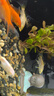 金魚(yú)活魚(yú)不加溫冷水魚(yú)觀(guān)賞魚(yú)淡水魚(yú)活體草金魚(yú)苗小金魚(yú)好養寵物魚(yú) 6-7CM黑龍睛2條 曬單實(shí)拍圖