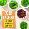 瘋狂水草（FKSC）無菌杯魚缸水草造景植物莫斯陰性草缸日本珍珠草魚缸綠植真水草 日本珍珠草 曬單實(shí)拍圖