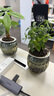 綠有意綠植盆栽桌面水培綠植辦公室植物懶人好養(yǎng)盆景水養(yǎng)植物 【聚財(cái)套餐】發(fā)財(cái)+富貴竹+八方來(lái)財(cái) 含盆 曬單實(shí)拍圖