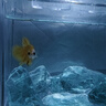 大匠神彩魚缸冰藍(lán)水晶玻璃石造景底砂琉璃沙桌面水族裝飾石子 1斤冰川玻璃石 曬單實(shí)拍圖