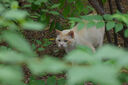 適馬（SIGMA） 100-400mm F5-6.3全畫幅微單長焦遠(yuǎn)攝鏡頭 L卡口 【官方標(biāo)配】主圖配件+多重好禮 曬單實(shí)拍圖