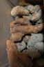 雙品【沙姜新鮮】廣東茂名化州特產(chǎn)生砂姜椰子白切雞蘸料山奈蘸料 茂名沙姜1斤 曬單實(shí)拍圖
