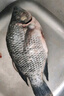 鮮活羅非魚600-700g/條 曬單實拍圖