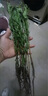 臨雅魚(yú)缸水培植物造景水杉樹(shù)苗一木成景水草水生植物活體水養(yǎng)植物盆栽 水培水杉20-30cm(新手易養(yǎng)/有水就活) 5棵 曬單實(shí)拍圖
