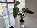 萌肉居仙洞龜背竹觀葉盆栽花卉綠植植物仙洞龜背竹+早安盆源頭直發(fā) 曬單實(shí)拍圖