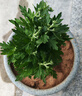 新品重瓣荷蘭菊四季開花菊花苗月月菊室內(nèi)外花多年生耐寒耐熱植物 紫色荷蘭菊1盆+原盆原土【一盆3-4顆】 曬單實拍圖