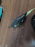 寵尚天鸚鵡玩具奶酪桌面站架休息玩耍實(shí)木站棍虎皮牡丹互動訓(xùn)練平臺 鸚鵡奶酪三角站架 小25*21*19cm 曬單實(shí)拍圖