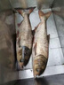 JCZS氨基酸生鮮嫩玉米釣魚餌料野釣鯉魚草魚鳊魚翹嘴專用打窩釣餌黑坑 瓶裝220g爆護(hù)大瓶裝 曬單實拍圖