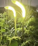 太陽能燈庭院燈戶外防水led仿真狗尾草燈花園陽臺裝飾燈景觀燈 太陽能狗尾草天黑自動亮1支裝 曬單實(shí)拍圖