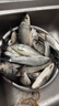 魚(yú)誘魚(yú)誘方便魚(yú)餌料牙膏餌粘膠餌擠壓式鯽魚(yú)鯉魚(yú)草魚(yú)搓餌釣魚(yú)垂釣釣餌 買(mǎi)二贈一【腥香】 曬單實(shí)拍圖