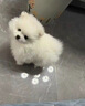 春燕美寵純種博美幼犬博美犬茶杯犬寵物狗活體白色長(zhǎng)不大的茶杯狗小狗幼崽 曬單實(shí)拍圖
