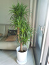 花財主大型盆栽綠植 檸檬樹鴨腳木發(fā)財樹天堂鳥綠植室內(nèi)客廳大盆栽 S級香水檸檬1.5-1.7米【鉆石盆】 含盆 曬單實拍圖