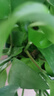 【京東物流】水草套餐 好養(yǎng)耐活真水草植物綠菊大葉綠九冠魚缸 隨機(jī)十六杯套餐（吸底杯） 曬單實(shí)拍圖