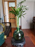 佰花錦水培植物室內(nèi)花卉綠植盆栽辦公室四季常青好養(yǎng)活桌面盆景懶人首選 水培小玻璃瓶+九里香+圓形底座 整體高度約10-20cm/不同植物高度不同 曬單實拍圖