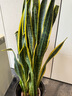 植男植女網(wǎng)紅大型金邊虎皮蘭北歐植物客廳臥室辦公室觀(guān)葉綠植盆栽源頭直發(fā) 曬單實(shí)拍圖