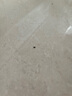 福來(lái)恩（FRONTLINE）貓?bào)w外驅(qū)蟲藥跳蚤卵復(fù)方非潑羅尼滴劑1支裝 曬單實(shí)拍圖