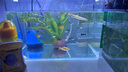 吉品鴻魚飼料豐年蝦卵脫殼幼魚苗開口魚糧小型燈科魚斗魚通用魚食100克 曬單實(shí)拍圖