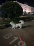 拉夫威爾ruffwear嗨輕狗狗胸背帶狗背帶中小型犬雪納瑞背帶式狗狗牽引繩 鼠尾草綠/霧森綠 XS 曬單實拍圖