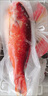 深海東斑魚(yú)燕尾斑海捕冰鮮生活速凍超大紅星石斑魚(yú)海鮮魚(yú)類(lèi)水產(chǎn) 東星斑1000-1250g*1條 曬單實(shí)拍圖