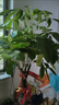 植男植女發(fā)財(cái)樹(shù)五福辮子客廳大型盆栽室內(nèi)綠植辦公室開(kāi)業(yè)招財(cái)樹(shù)源頭直發(fā) 曬單實(shí)拍圖