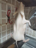 趕牛人白條小乳豬新鮮整只脆皮廣式烤乳豬半成品小香豬精品小耳朵豬 【整只5斤】去內(nèi)臟乳豬 現(xiàn)殺包健康 曬單實(shí)拍圖