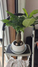 格調生活大發(fā)財樹(shù)招財樹(shù)老樁盆栽綠植室內好養四季常青陶瓷盆景 大號發(fā)財樹(shù)（白色迎客松陶瓷盆） 含盆 曬單實(shí)拍圖