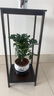 想開(kāi)七葉蓮盆栽生肖虎植物四季綠植室內(nèi)客廳老樁盆景鴨腳木好養(yǎng)活 [五年老樁]七葉蓮+青花618+Pvc接 帶盆栽好 曬單實(shí)拍圖