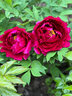 寶御安正宗重瓣牡丹花苗菏澤洛陽(yáng)芍藥花庭院盆栽花卉植物濃香大花帶芽孢 花王A級純種大苗 曬單實(shí)拍圖