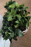 梔子花盆栽四季開花帶花苞室內(nèi)綠蘿水培花卉綠植物茉莉花九里香 高配款：15-20cm【帶花苞6株】開花飄香 濃香型梔子花【帶花苞】10天開花 曬單實拍圖