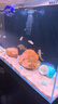呆寵兒魚(yú)缸 魚(yú)缸自循環(huán)免換水生態(tài)魚(yú)缸魚(yú)缸家用小型魚(yú)缸造景送貨上門 背濾70*40*40加厚8mm 全光譜|升級(jí)款 曬單實(shí)拍圖