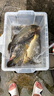 釣魚王 翹嘴子線雙鉤加長金海夕鉤翹嘴魚線組 海夕鉤10#線2.0#1.6米,6付 曬單實拍圖