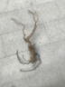 藍寶石葡萄樹苗盆栽矮化不爬藤南北方易種植當年結(jié)果室內(nèi)外包成活 111cm(含)-140cm(含) 藍寶石【純甜無籽】促銷8年苗【2 曬單實拍圖