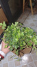 常春藤綠植盆栽植物室內(nèi)凈化空氣吸甲醛四季常青吊蘭爬藤好養(yǎng)花卉 常春藤原盆土一盆 曬單實拍圖