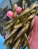 笙茸海茸干貨新曬海筍干海松茸冰筍金茸片海龍筋絲海藻素食菜 海茸絲500克 曬單實拍圖