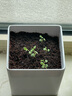 IAM City Farmer薰衣草DIY趣味種植盆栽多年生花卉種植辦公室盆栽芳香植物10089 曬單實(shí)拍圖