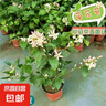 茶花盆栽香妃山茶花樹苗四季開花卉帶花苞五色赤丹室內(nèi)陽臺綠植物 香妃茶花（約40-50cm高）原土發(fā)貨 曬單實拍圖