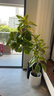 手耕田網(wǎng)紅孟加拉榕盆栽大型綠植黃金榕高山榕樹室內(nèi)客廳落地橡皮面包樹 孟加拉榕樹1.6-1.8m高米色聚寶 帶盆栽好 曬單實(shí)拍圖