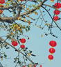 全棉時(shí)代嬰兒抗菌洗衣液新生兒無酒精寶寶專用可手洗（小蒼蘭）1kg/瓶 曬單實(shí)拍圖