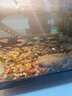 土鯪魚白鰱魚苗活體飼料活魚喂鱖魚喂金龍喂烏龜喂桂花鱸魚活餌魚 飼料魚隨機(jī)1-2厘米100條送10% 曬單實(shí)拍圖