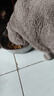 皇家狗糧 成犬狗糧 犬糧 通用犬型 CC 通用糧 ≥12月 3KG 曬單實(shí)拍圖
