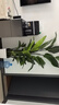 天堂鳥大型綠植盆栽 天堂鳥1.7-1.8米【梯形樹脂盆】 曬單實(shí)拍圖