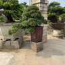 卓美御庭小葉紫檀盆景名貴精品盆栽老樁室內造型綠植擺件原生臺灣進口真樹 小葉紫檀30號 曬單實拍圖