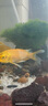 瘋狂水草水晶石英砂5斤1.0-2.0mm魚缸沙底砂魚缸造景魚缸沙子底砂免洗底沙 曬單實拍圖