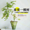 綠絲絳流泉楓樹(shù)日本紅楓樹(shù)苗盆栽地栽庭院室內四季常青耐寒植物老樁盆景 【順風(fēng)】流泉楓40-50厘米原土1棵 曬單實(shí)拍圖