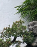 白掌一帆風順盆栽植物室內(nèi)花卉綠植水養(yǎng)四季開花新手好養(yǎng)活 白掌1盆（繁星盆） 曬單實拍圖