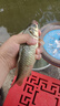 40付進(jìn)口魚(yú)鉤金袖伊豆伊勢(shì)尼短子線雙鉤綁好有無(wú)刺成品防纏繞精綁 金袖有刺鉤6/7+線1.2/1.5各20付 到手40付 曬單實(shí)拍圖